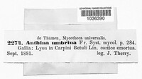 Nodulisporium umbrinum image